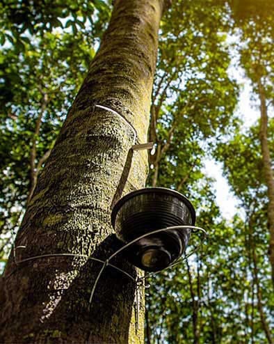 Rubber Tree Tapping Process in a Forest Setting Close-up of a rubber tree being tapped, collecting latex in a bowl attached to the tree trunk in a sunlit forest.