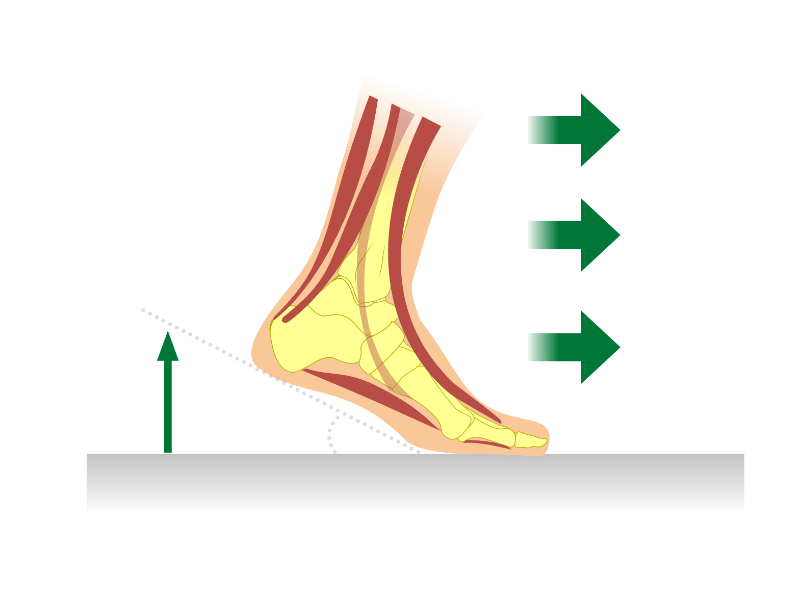 Illustration of Foot Mechanics with Diagrams of Arrows Indicating Motion Detailed diagram showing foot anatomy and biomechanics with arrows indicating forward and upward motion.