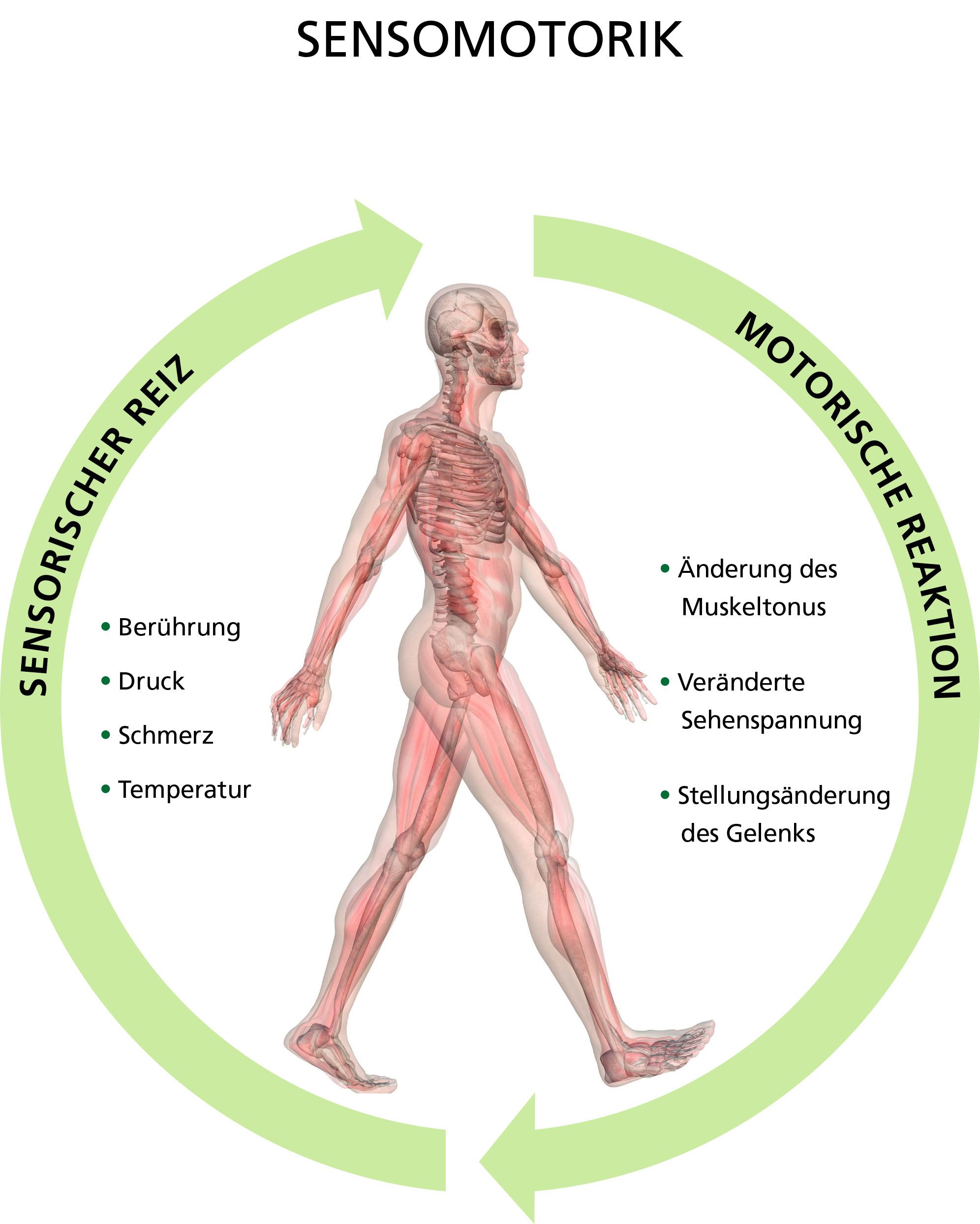 Illustration of the Sensorimotor System with Human Anatomy Diagram showing the sensorimotor system, depicting sensory stimuli like touch, pressure, pain, temperature, and motor reactions such as muscle tone adjustments, tension changes, and joint position modifications in a human body.