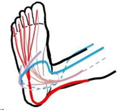 Schematische Darstellung der Nerven und Blutgefäße im menschlichen Fuß Anatomisches Diagramm, das die Nerven- und Blutgefäßverteilung im Fuß zeigt
