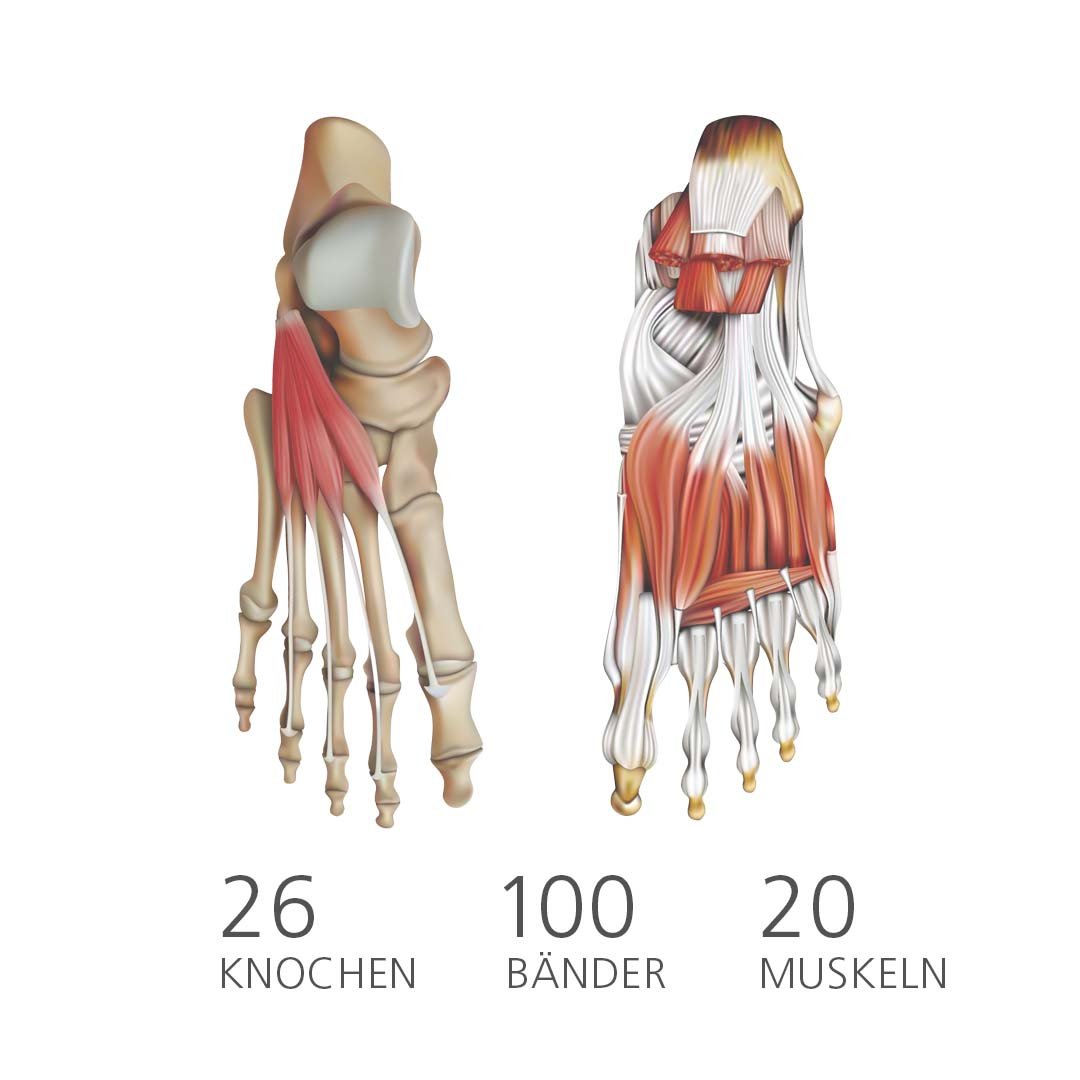 Anatomische Darstellung des menschlichen Fußes - 26 Knochen, 100 Bänder, 20 Muskeln Grafik zeigt die Anatomie des menschlichen Fußes mit 26 Knochen, 100 Bändern und 20 Muskeln
