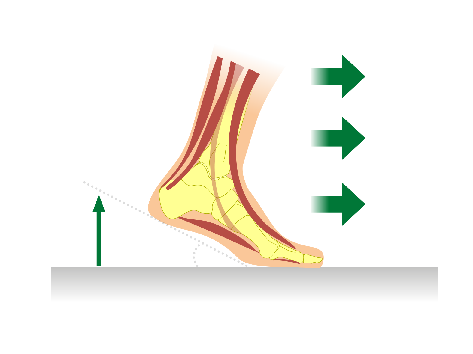 Illustration of Foot Mechanics with Diagrams of Arrows Indicating Motion Detailed diagram showing foot anatomy and biomechanics with arrows indicating forward and upward motion.