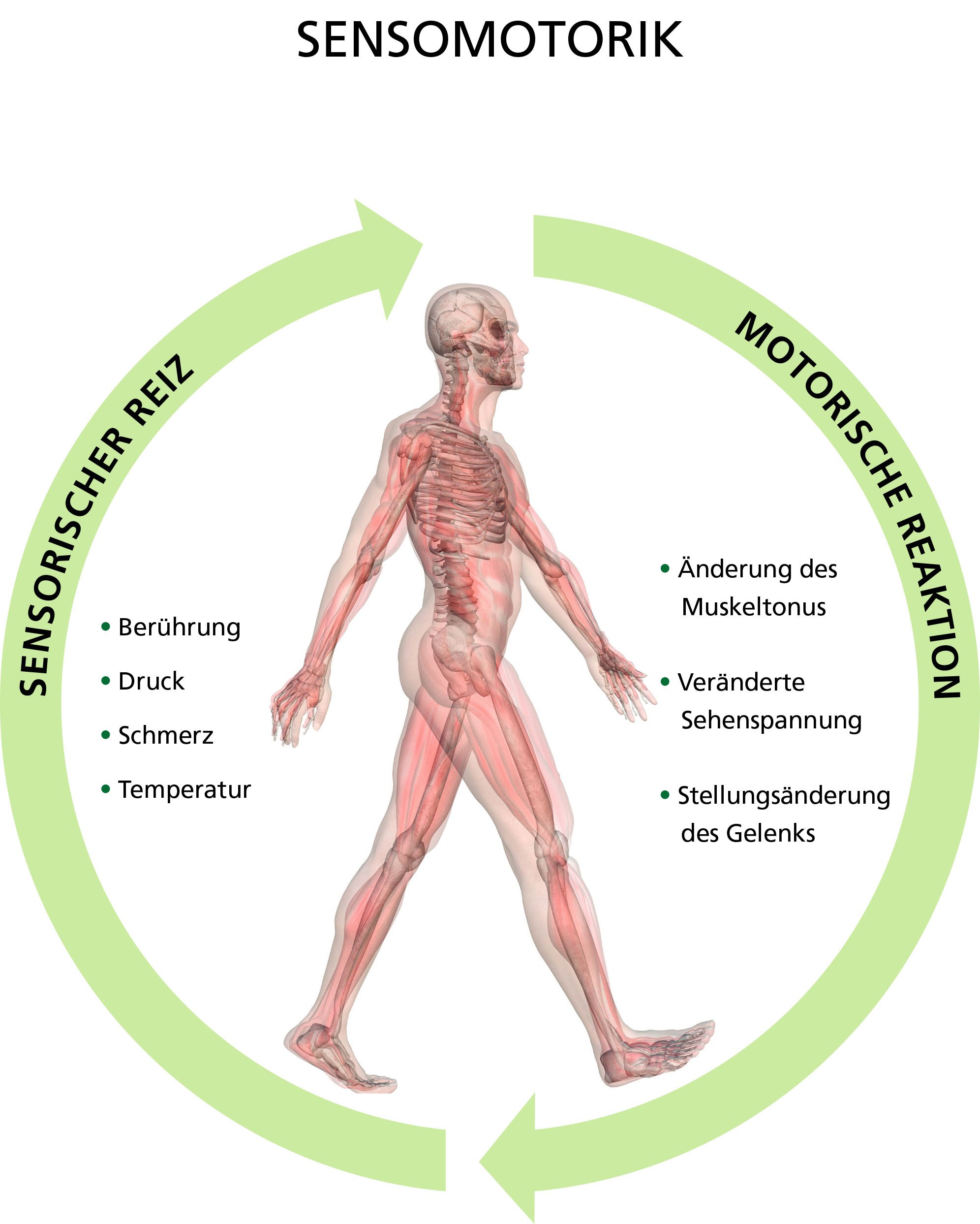 Diagramm der Sensomotorik mit sensorischen Reizen und motorischen Reaktionen Illustration eines menschlichen Körpers mit Fokus auf Sensomotorik, Kreislauf zwischen sensorischen Reizen wie Berührung und motorischen Reaktionen wie Muskeltonusänderung.