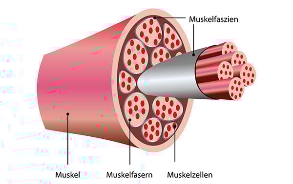 Anatomische Darstellung des Muskelaufbaus mit Muskelfaszien, -fasern und -zellen Grafische Darstellung eines Muskels mit Beschriftungen der Muskelfaszien, Muskelfasern und Muskelzellen