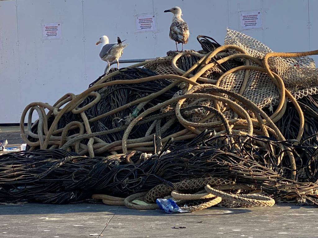 Two seagulls standing on tangled ropes and nets with a white wall in the background