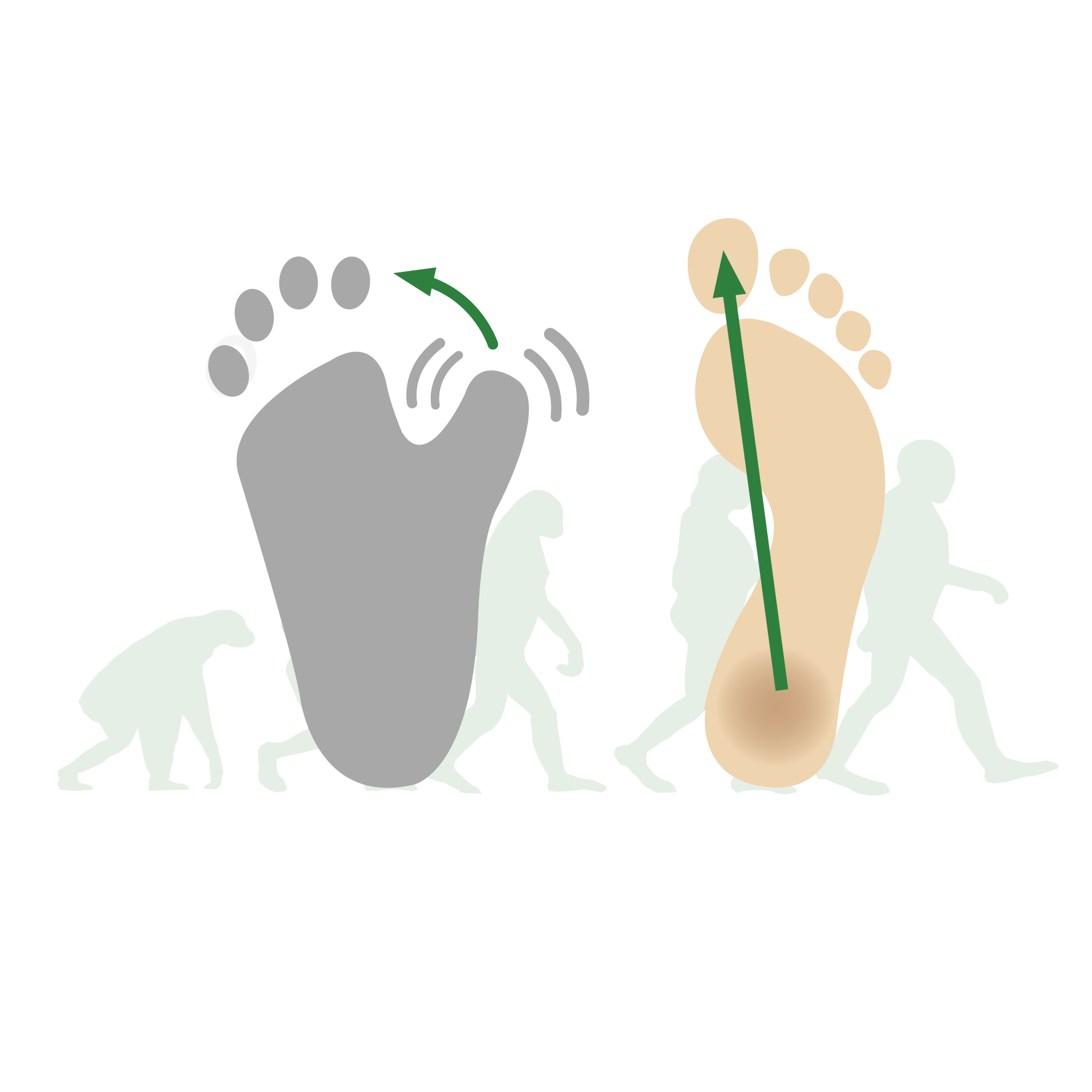 Illustration of human evolution with foot development Graphic showing the evolution of human footprints, depicting changes in foot anatomy over time.