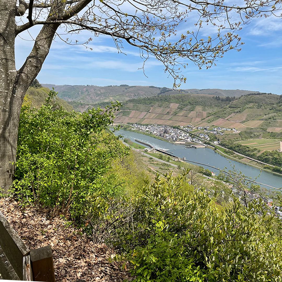 Aussicht auf das Moseltal im Frühling Blick von einem Hügel auf das Moseltal mit Fluss, Weinbergen und einer kleinen Stadt im Hintergrund, umgeben von grüner Landschaft und Bäumen im Vordergrund.