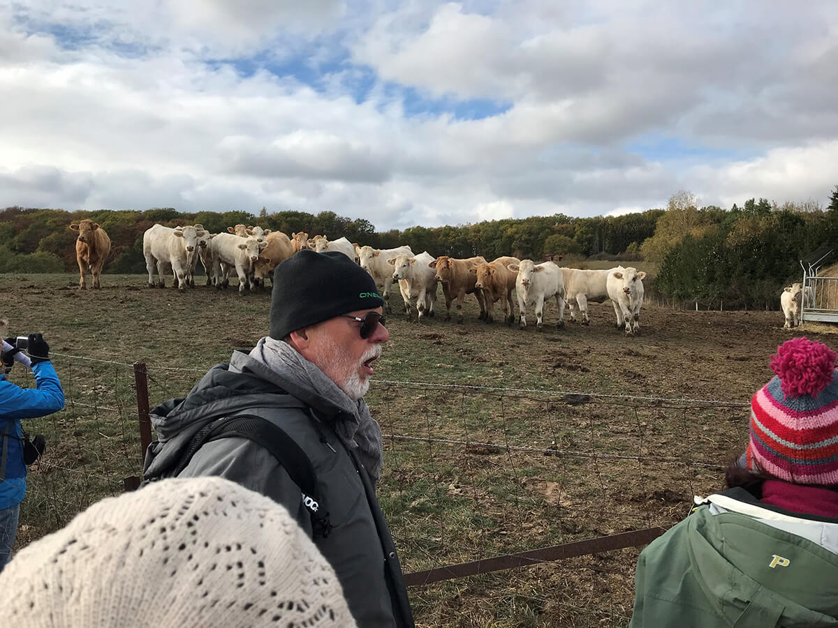 Group of people observing cattle in a field on a cloudy day A group of people dressed in warm clothes observe a herd of cattle behind a fence on a farm under a cloudy sky.