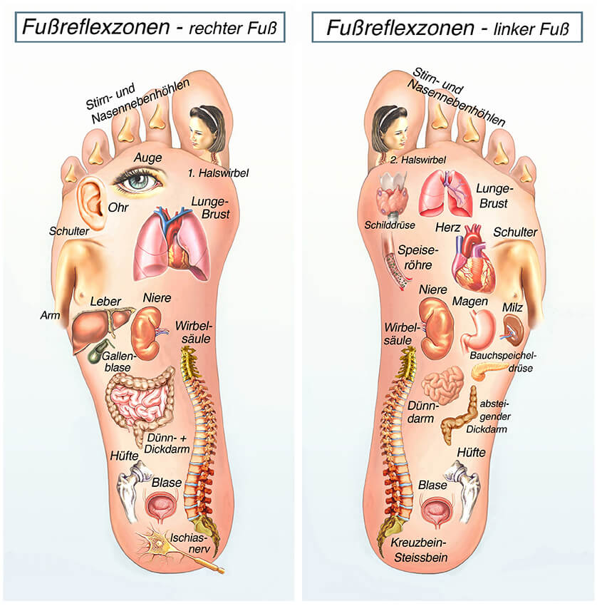 Foot Reflex Zones - Right and Left Foot Chart Illustration of reflex zones on right and left foot, indicating connections to various organs and body parts such as lungs, liver, and spine.