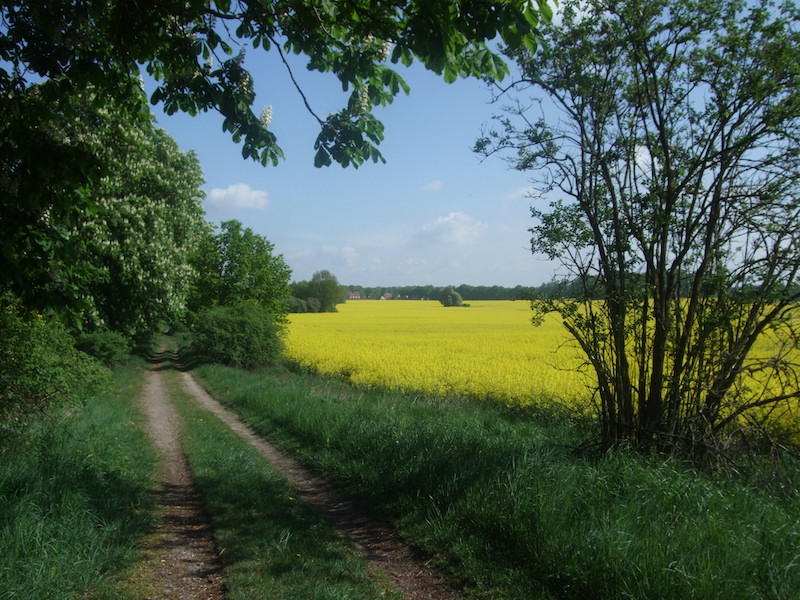 A scenic view of a dirt path flanked by lush green trees, leading through a vibrant yellow field under a blue sky with clouds.