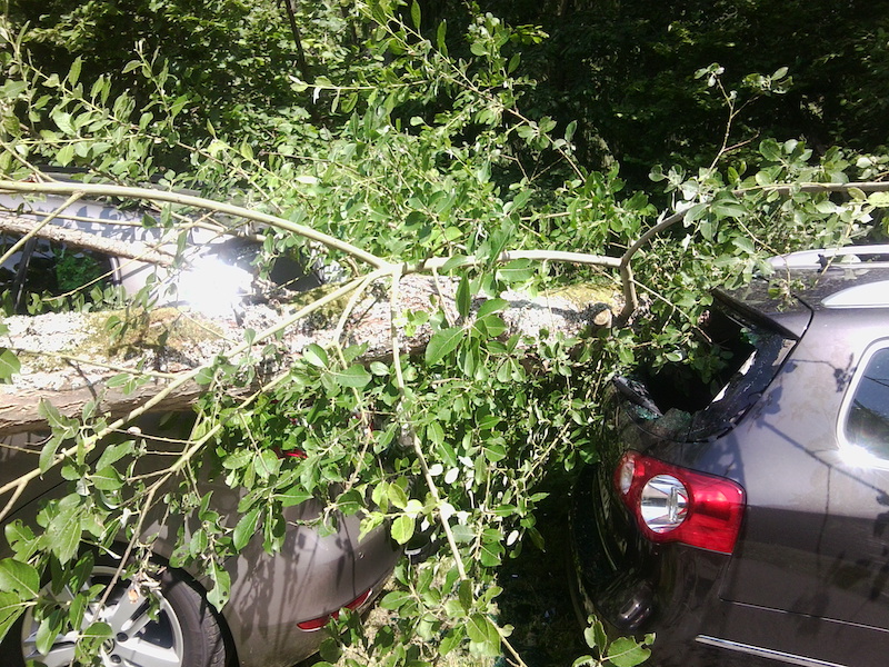 Fallen tree damages parked cars A large tree branch has fallen onto two parked cars, causing visible damage.